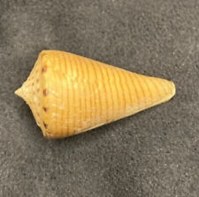 Conidae Conus Hirasei 37.9mm Balut, Philippines picture