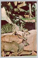 Postcard Greater Kudu at the Milwaukee County Zoo Wisconsin picture