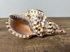 Triton's Trumpet Natural Seashell -  Conch - Nautical Beach 11 Inch picture