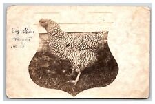 BIG HEN RPPC 14lbs Chicken Poultry Farming picture