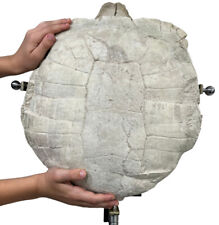 Giant Fossilized Turtle Shell picture