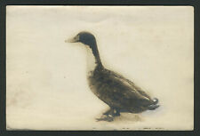 Bellville OH: c.1910 Retouched Duck Photo from HILL CREST DUCK FARM picture
