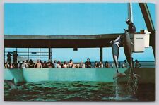 St Augustine Florida, Marineland, Jumping Porpoises Dolphins, Vintage Postcard picture