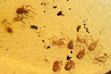 Rare Swarm of Acari (Ticks), Fossil Inclusion in Burmese Amber picture