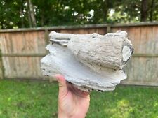 Texas Petrified Live Oak Wood Large Rotted Log 13x7x4 Beaumont Formation Fossil picture