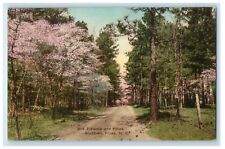 c1920's Flowers Pine Trees Southern Pines North Carolina NC Handcolored Postcard picture
