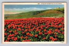 CA-California, A Field of Poinsettias, Antique c1935 Vintage Souvenir Postcard picture