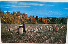 Potato Harvest Time Aroostook County Maine Fall Trees UNP Chrome Postcard - a9 picture