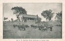 Vintage C W Merriam Farm House Cattle Southwest of Topeka  Kansas KS P570 X picture
