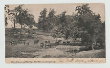 Lexington, KY - c.1906 Blue Grass Stock Farm Horses Vintage Postcard 329 picture