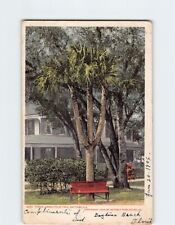 Postcard Three Limbed Palm Tree Daytona Florida USA picture
