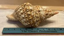 Beautiful Large Natural Horse Conch Sea Shell Beach Home Decor 10” T picture