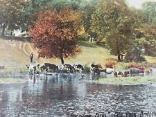 C 1907 Raceview Farm Cows Grazing in Pond City Park Bridgeton NJ DB Postcard picture
