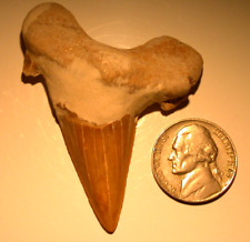 Large Otodus Fossil Shark Tooth Megalodon Ancestor 2.03 Inches Length Sharp picture