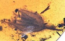 Scarce Gymnosperm Flower, Fossil Inclusion in Burmese Amber picture