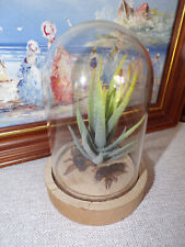 2 Real Mole Crickets Taxidermy Glass Dome Display picture