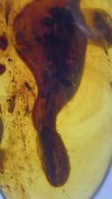 Amorphous Unknown Beautiful Bio-Mass,  Fossil In Genuine Burmite Amber, 98MYO picture