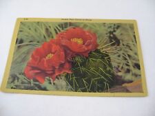 Vintage Postcard: Prickly Pear Cactus in Bloom D-40 1949 picture