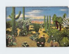 Postcard A Few Varieties Of Desert Cacti picture