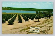 Postcard Governor's Orange Grove Clermont Florida FL, Vintage Chrome J18 picture