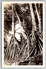 Vintage Postcard HI Hala Trees RPPC Real Photo Black and White picture