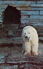 1962 MN Como Park Zoo Polar Bear Mint postcard A50 picture