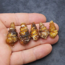 5 Pcs Gastropod Transparent Fossil Chalcedony mineral Agate Jurassic  picture