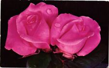 Vintage Postcard- Two Pink Roses UnPost 1960s picture