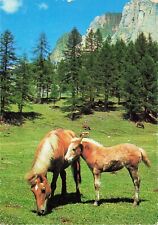 Horses Mare Foal Scenic View Vintage Korsch Germany Postcard Unposted picture