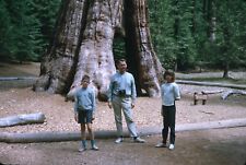1965 Mariposa Grove Yosemite California Dad + Bored Kids Vintage 35mm Slide picture