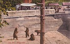 479 Bern Bärengraben Switzerland Bear in Pit Zoo Postcard Postmarked Used picture