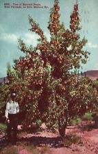 Vintage Postcard 1909 Tree Of Bartlett Pears Near Palisades Minland Ry. Colorado picture