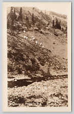 RPPC Alaska, Sheep in McKinley Park Real Photo Postcard A215 picture
