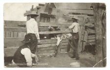 Branding Cattle Postcard c1908 MILWAUKEE WI REEDSVILLE WIS picture