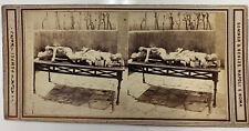 1863 POMPEII BODIES Italy Stereoview Photo NAPOLI ROMA Mummy Pompei Post Mortem picture