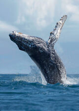 Humpback whale breaching Postcards - 3D Lenticular picture