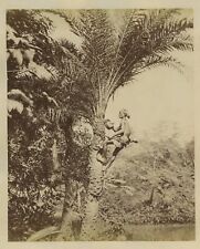 Man From Lower Bengal Drawing Sap From Palm Tree India c1880s Photo picture