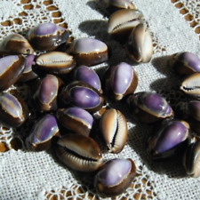 3pc Purple Top Snakehead Cowrie Shells, Cypraea Caputserpentis picture