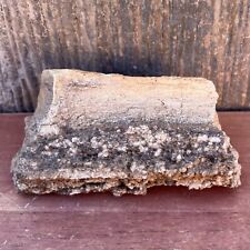 4.1 OZ UTAH Raw Rough PETRIFIED WOOD Log 3.75” EXTRA HEAVY CRYSTALS & SPARKLES picture