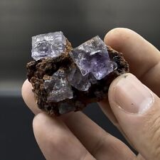 Recent Find Lustrous Etched Purple Fluorite On Matrix - Ojuela Mine, Mexico picture