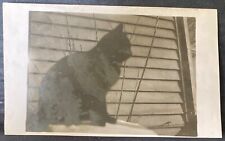 REAL PHOTO POSTCARD RPPC~Silhouette Photo of Cat In Front of House Outdoors picture