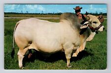 FL-Florida, Brahman Bull, Emperor Manso, Antique Vintage Souvenir Postcard picture