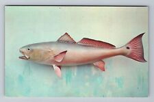 FL-Florida, Channel Bass, Red Fish, Fishes, Animals, Vintage Postcard picture