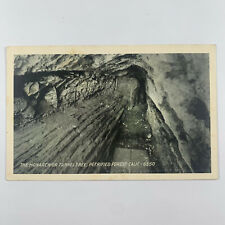 Postcard California Petrified Forest CA Monarch Tunnel Tree 1910s picture