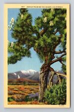 CA-California, Joshua Palm On The Desert, Antique, Vintage Postcard picture