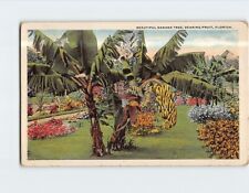 Postcard Beautiful Banana Tree Bearing Fruit Florida USA picture
