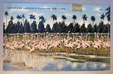 c1943 Flock of Coral Flamingos at Hialeah Park, Miami, Florida Palms Postcard picture