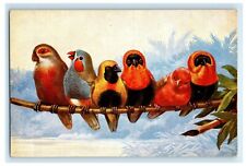 c1910's Birds Parrots Exotic Hanging Tree Branch Unposted Antique Postcard picture