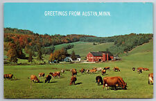 Vintage Postcard MN Austin Greetings Cows in Pasture Farm Chrome picture
