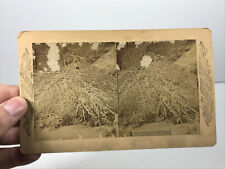 Antique Niagra Falls Frost Stereoview Stereocard stereoscope photo NICE picture